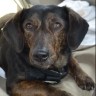 Avatar for Dolly the Doxie