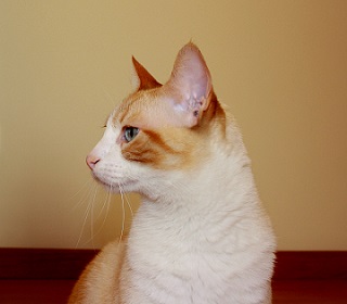 Cat Lady Confidential